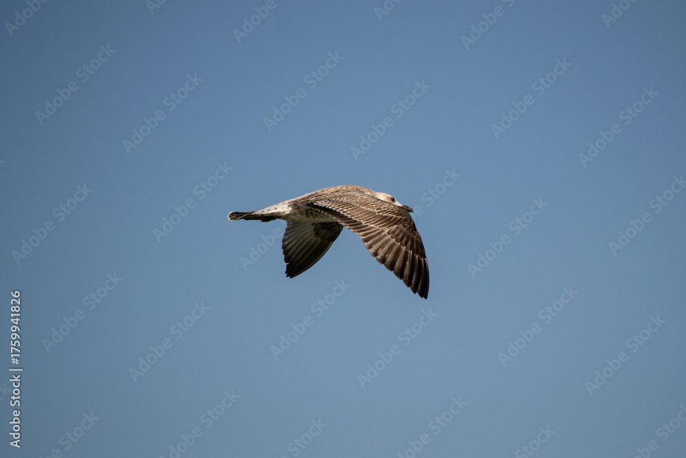 Fototapeta premium seagull in flight