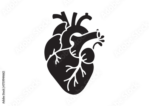 Anatomical heart icon, Anatomical heart solid vector