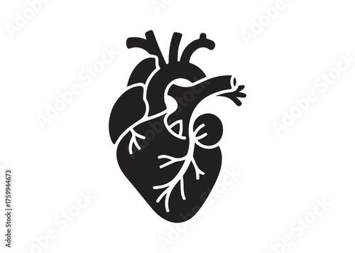 Anatomical heart icon, Anatomical heart solid vector