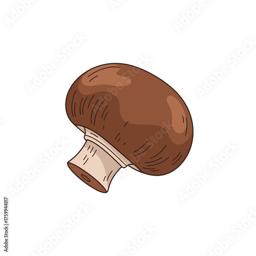 Fresh brown mushroom isolated on white background for culinary use.