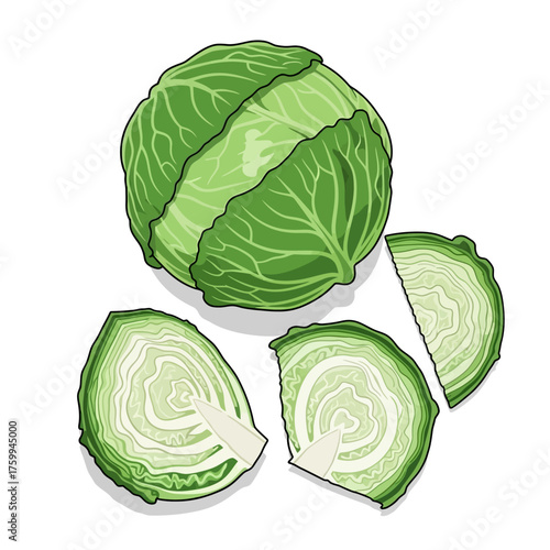 Fresh green cabbage with sliced pieces, healthy vegetable.