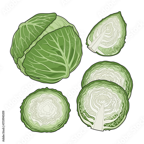Fresh green cabbage with sliced pieces for cooking.