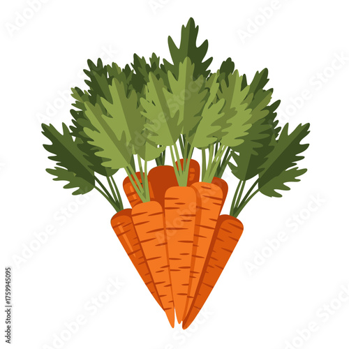 Freshly harvested carrots with green leaves, healthy vegetables.