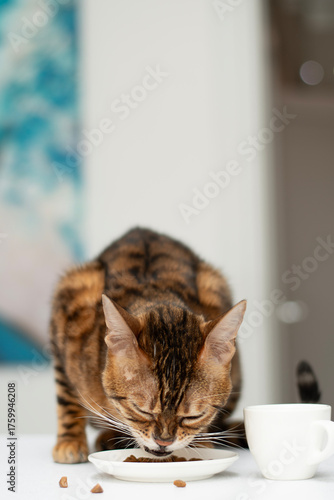 A beautiful domestic Bengal cat is captured in a close-up view as it eagerly eats food from a small saucer placed on a clean white kitchen table.