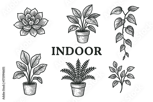 Indoor houseplants and leafy designs in black and white illustrations