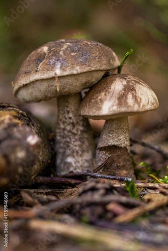 Boletus leccinum scabrum or birch bolete, edible mushroom wild grows in the forest, natural seasonal background, close-up