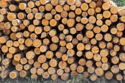 Wooden logs in pile. Firewood stacked. Sawed tree trunk. Cut tree slice cross section texture. Wood forest pattern background.