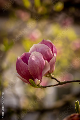 A white and pink magnolia blossom on a bare branch, captured in soft evening light against a blurred background of early spring.