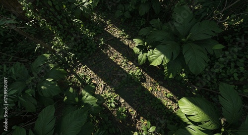 Lush foliage overhead view with sunbeam