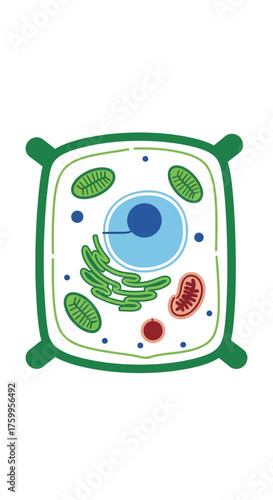 Diagram of a plant cell with organelles and nucleus.
