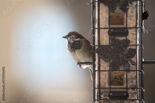 House Sparrow on a feeder
