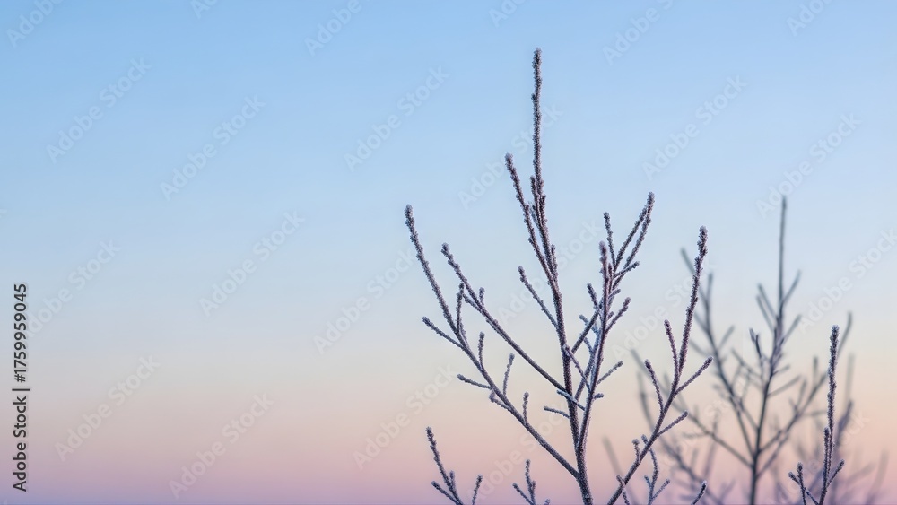 Fototapeta premium Frost covered tree branches against a pastel colored sky at dawn or dusk light