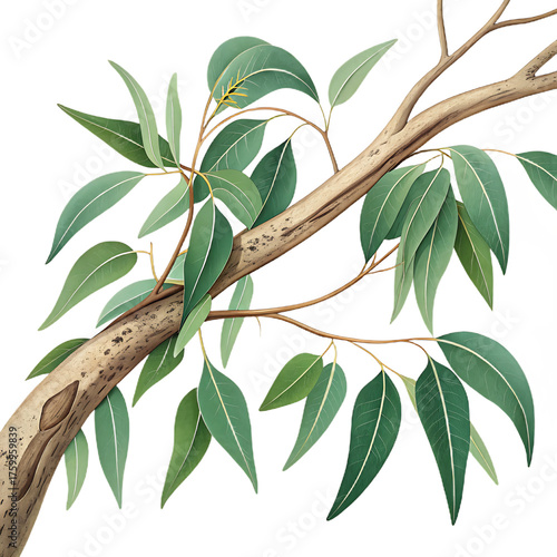 A close up view of a eucalyptus tree branch with its distinctive pale bark and vibrant green leaves set against a stark black background