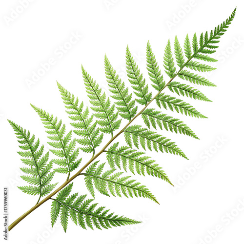 A single vibrant green fern frond unfurls its delicate feathery leaves against a stark black background showcasing intricate botanical detail