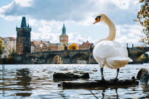 Wallpaper Mural Swan by the Charles Bridge in Prague, Czechia. A close-up of a white swan standing on the bank of the Vltava River with the historic Charles Bridge and Old Town architecture of Prague, Czech Republic, Torontodigital.ca