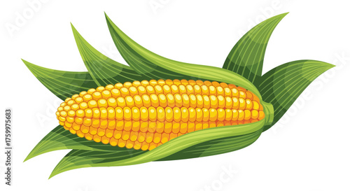 Sweet Corn on the Cob with Husk - Ripe Harvest Food Illustration