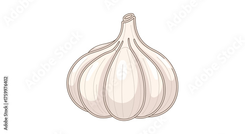 Detailed Garlic Bulb Illustration