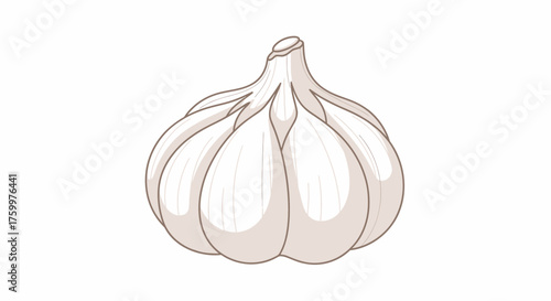 Detailed Garlic Bulb Illustration
