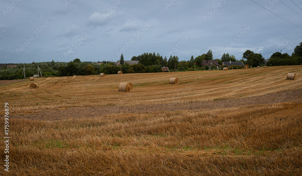 Obraz premium Wide agricultural landscape with round straw bales on golden stubble field under cloudy sky. Peaceful countryside view showing farming traditions and late summer textures.