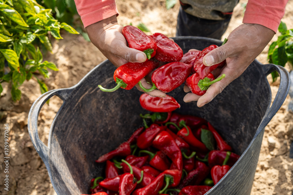 Fototapeta premium farmer harvesting piquillo peppers on a plantation, Mendigorria, Foral Community of Navarre, Spain
