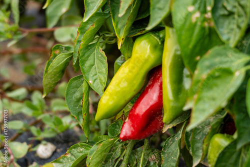 growing piquillo peppers, Artajona (Artaxoa) Merindad de Olite, Foral Community of Navarre, Spain