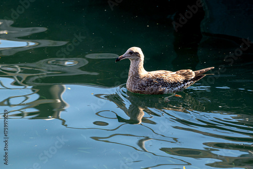A Seagull is swimming in a quiet water alone