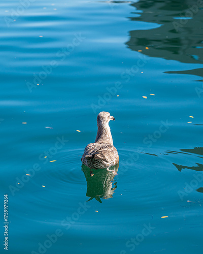 A Seagull is swimming in a quiet water alone