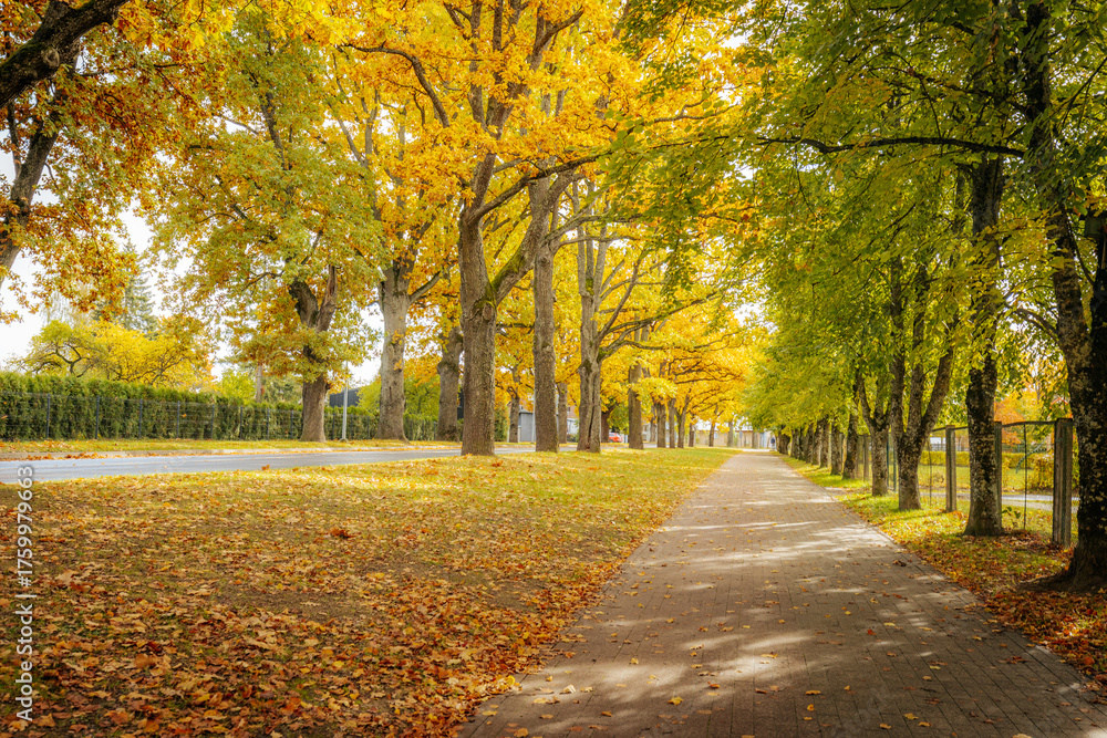 Naklejka premium A peaceful path surrounded by tall trees with golden autumn foliage, casting dappled sunlight and shadow on the grassy and paved path.