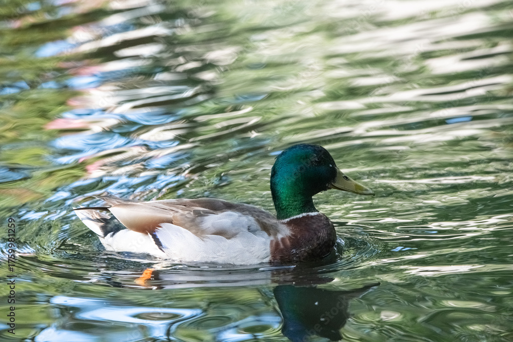 Obraz premium Female mallard duck swimming gracefully in a serene pond surrounded by vibrant green lily pads, showcasing the beauty of nature and wildlife in a tranquil setting
