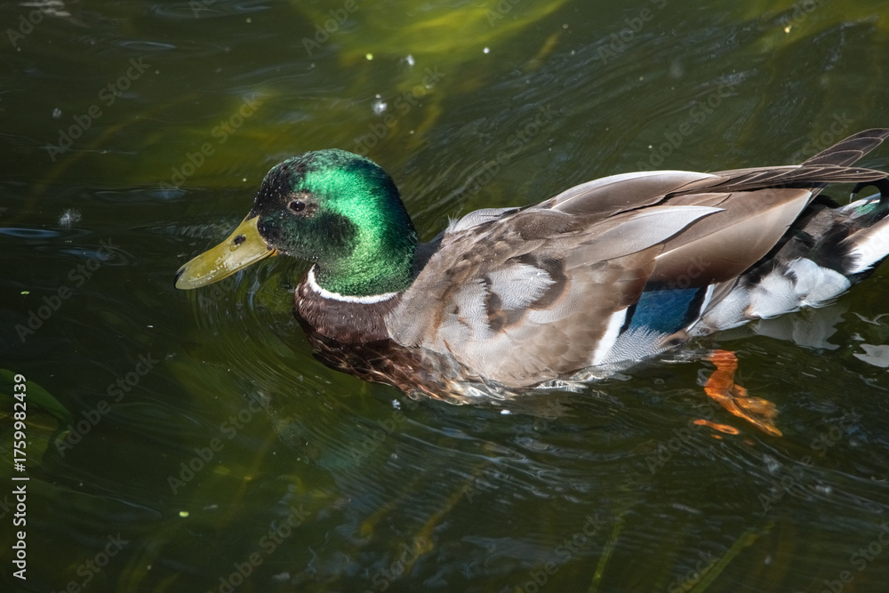 Obraz premium Female mallard duck swimming gracefully in a serene pond surrounded by vibrant green lily pads, showcasing the beauty of nature and wildlife in a tranquil setting