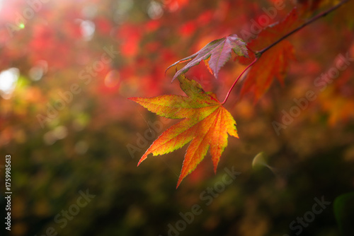 Fall Colors in the PNW