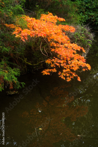 Fall Colors in the PNW