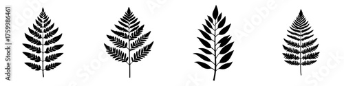 Detailed collection of fern illustrations showcasing various leaf shapes and designs for botanical reference or artistic inspiration