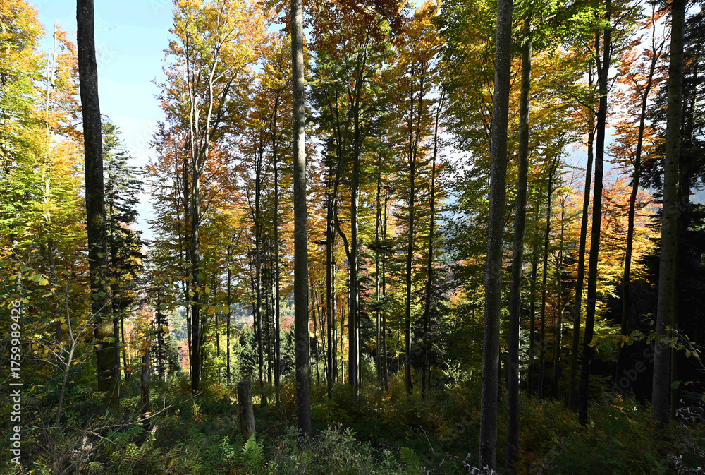 Obraz premium Herbstwald