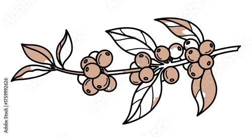 Elegant Botanical Illustration Of Coffee Branch With Berries and Leaves On Black Background