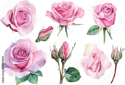 Vector art of watercolor painting of pink roses, showcasing delicate petals and soft color transitions watercolor design