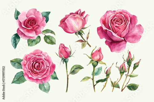 Vector art of watercolor painting featuring a collection of pink roses and rosebuds, creating a delicate floral arrangement watercolor design
