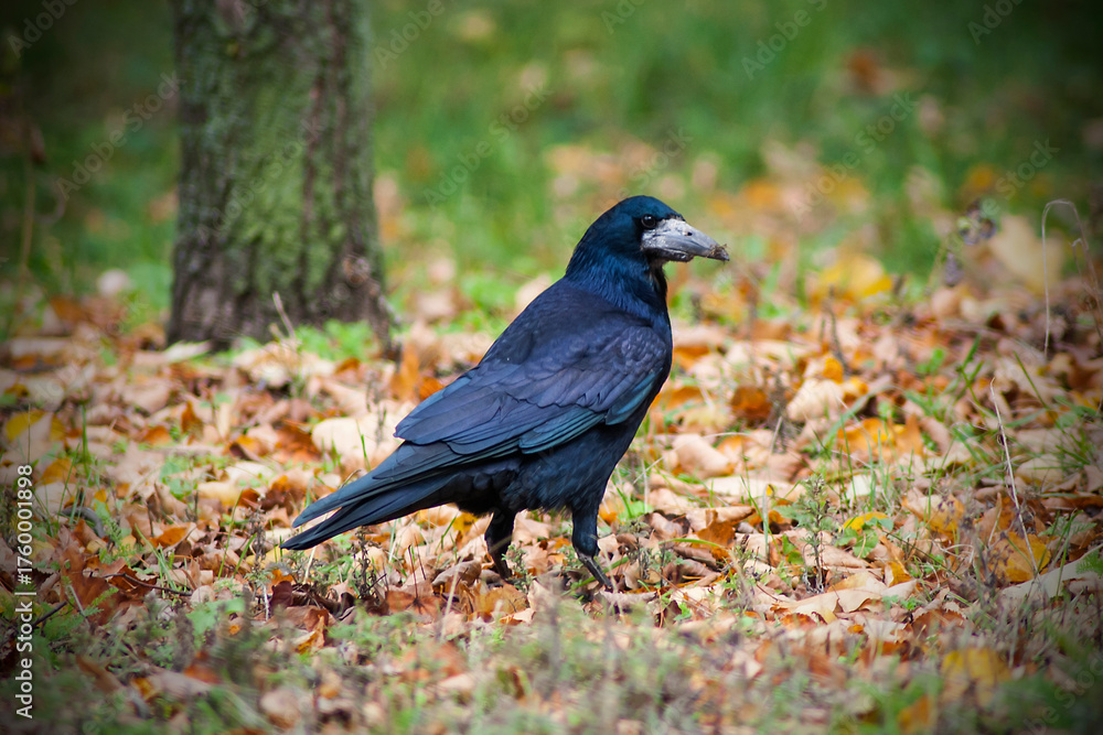 Obraz premium The crow is in the forest