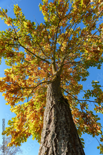 Low-Angle View of a Large Old Tree with Golden Autumn Leaves and Blue Sky