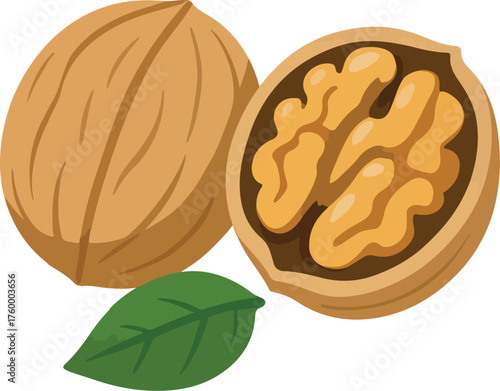 Whole and halved walnut with green leaf illustration