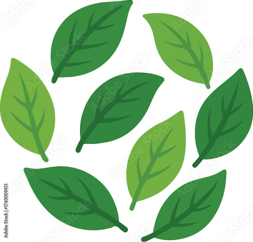 Circle of green leaves on white background nature organic