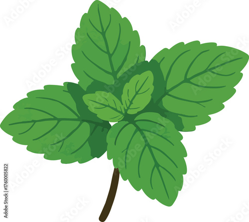 Green mint leaves on a brown stem herb plant