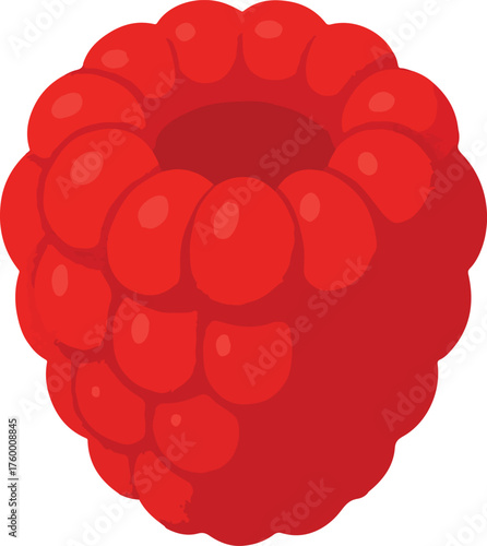 Red raspberry fruit illustration food
