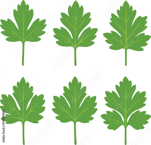 Six green parsley leaves arranged in two rows leaf