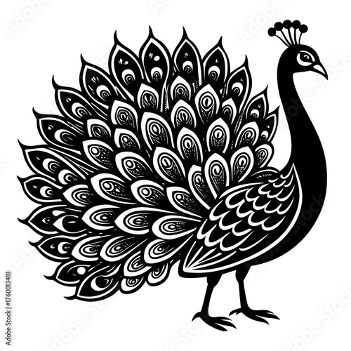 vector illustration of peacock