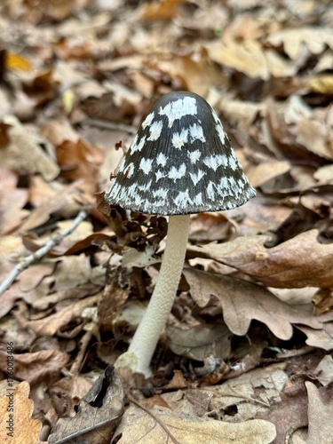 Woodpecker dung ( Coprinopsis picacea) is an inedible mushroom from the Psatirellaceae family . Other names: dung beetle, mottled dung beetle, resinous dung beetle. High quality photo