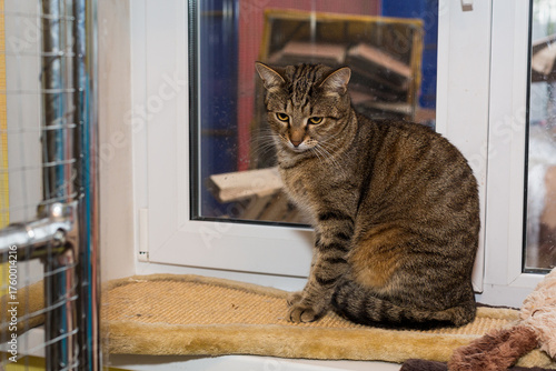 Wallpaper Mural Sad gray cat  in a shelter for homeless animals Torontodigital.ca