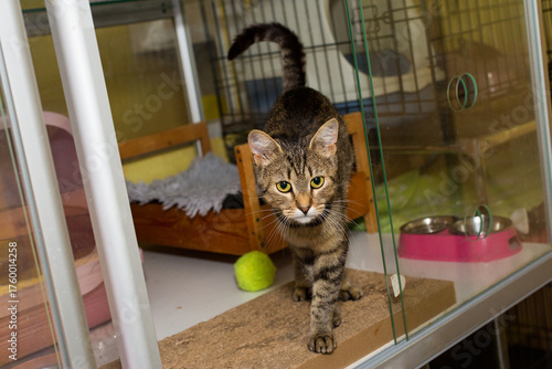 Grey tabby cat in a homeless shelter