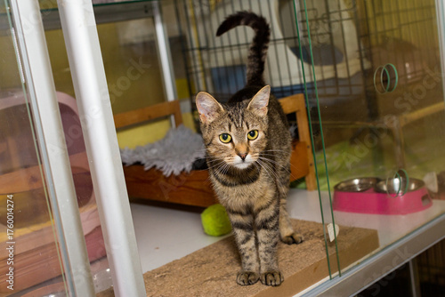 Grey tabby cat in a homeless shelter