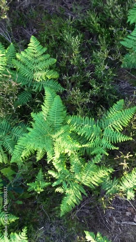 Fast vertical drone lift from fern plants to wide landscape